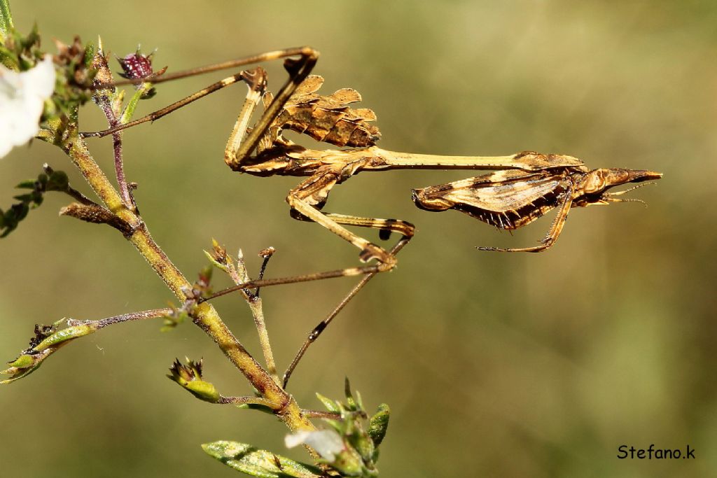 Giovane Empusa fasciata